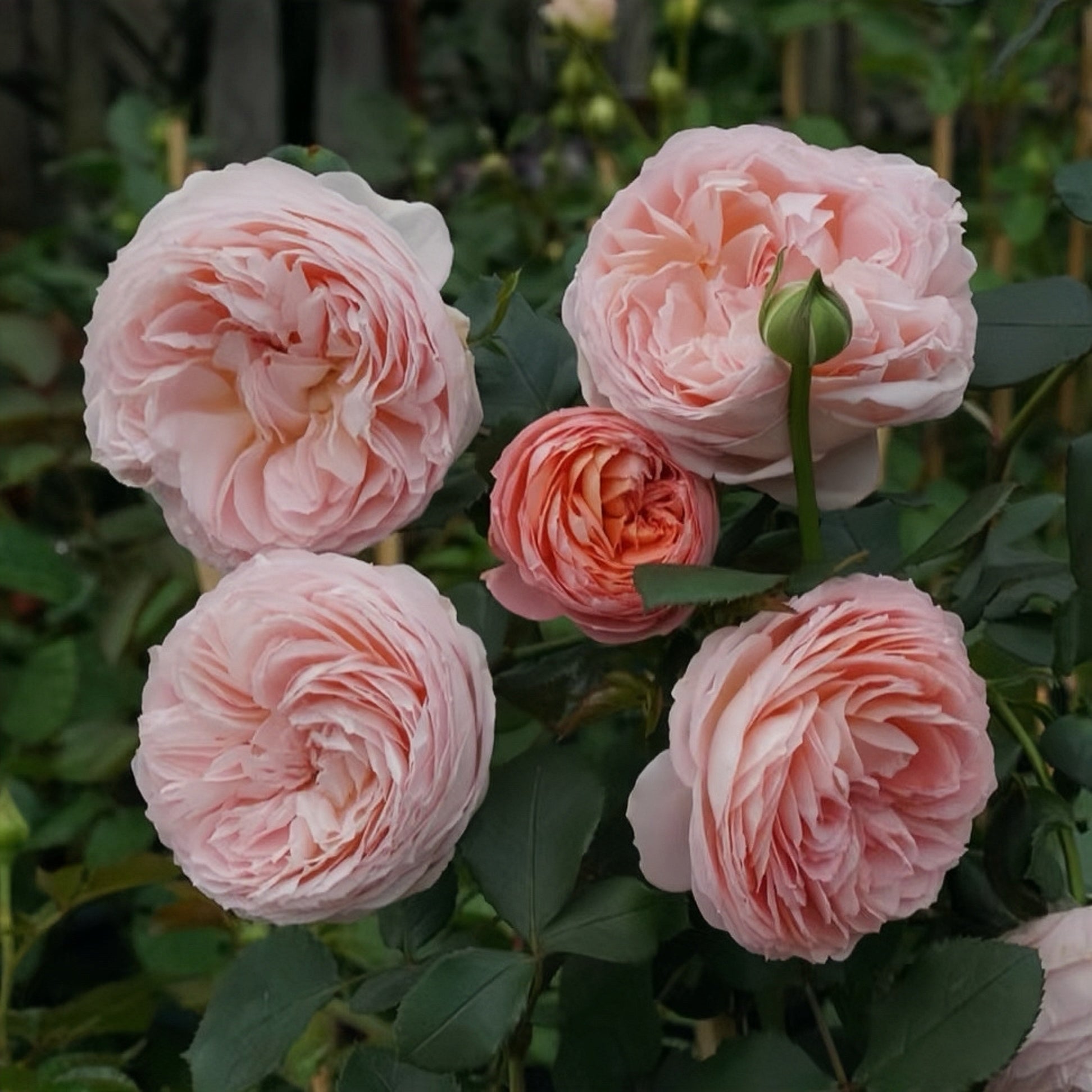 Confiture Rose