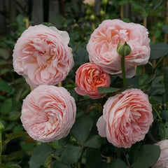 Confiture Rose