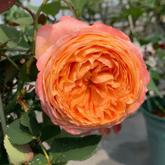 Confiture Rose