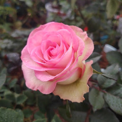 Cool Water Rose