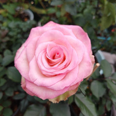 Cool Water Rose