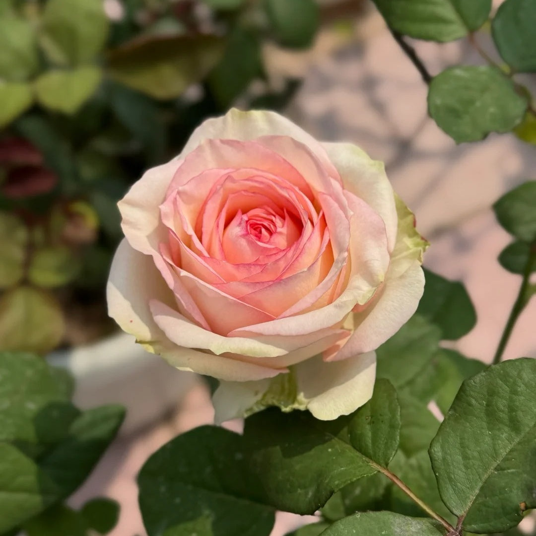 Cool Water Rose