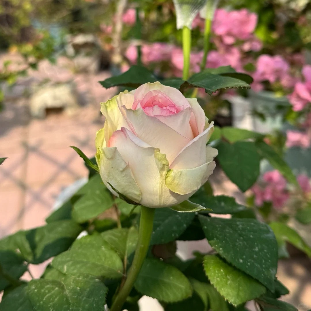 Cool Water Rose