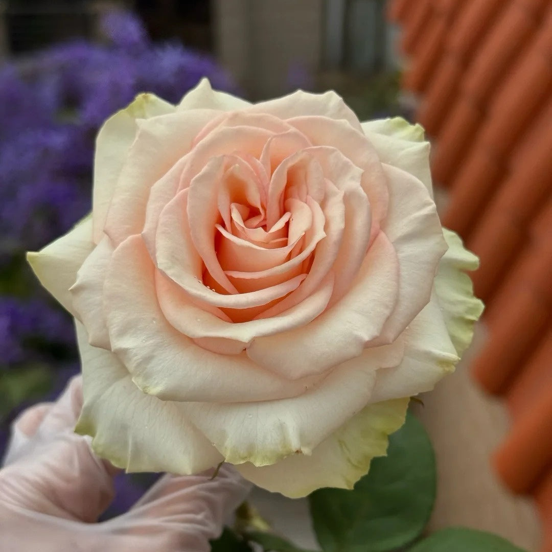 Cool Water Rose
