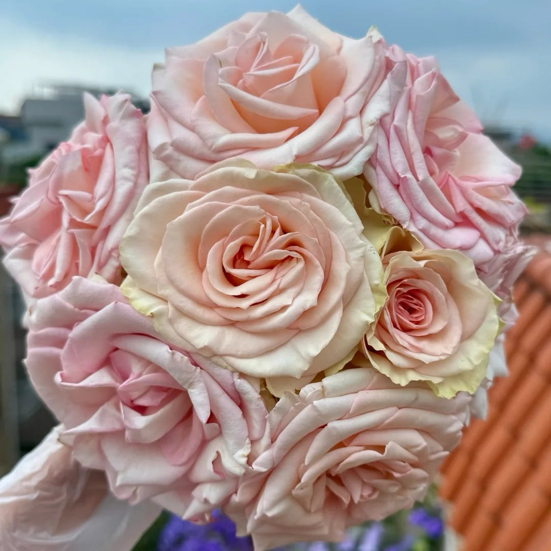 Cool Water Rose