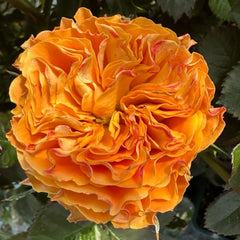 Copper Kiss Rose
