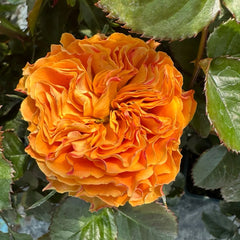 Copper Kiss Rose