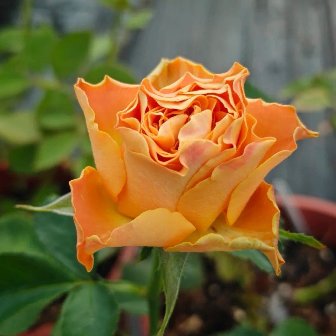 Copper Kiss Rose