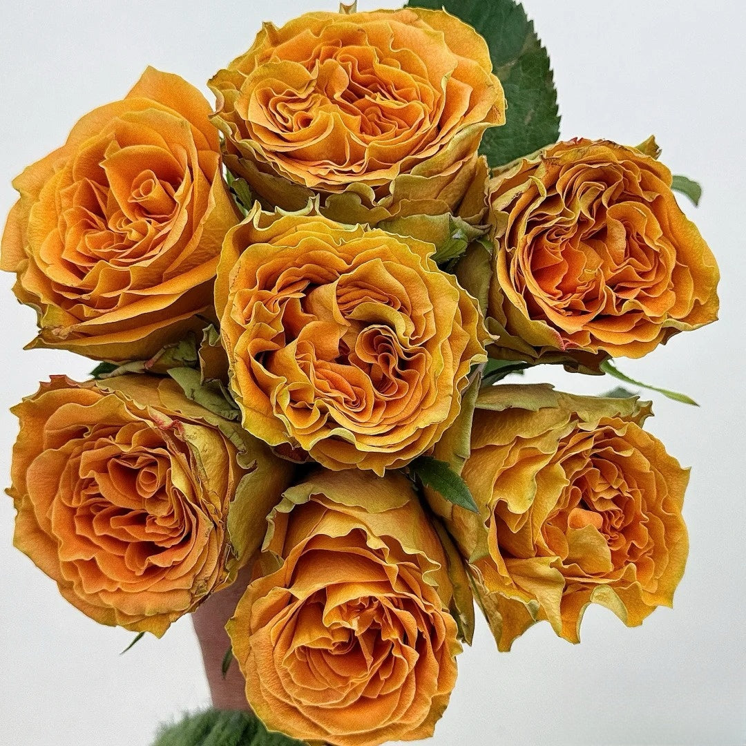 Copper Kiss Rose