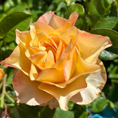 Copperfield Rose-铜厂 | Germany Cut Roses – Ergongzy Roses