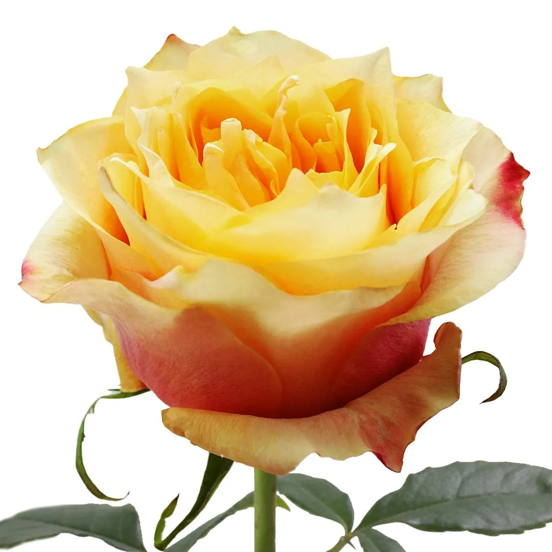 Copperfield Rose