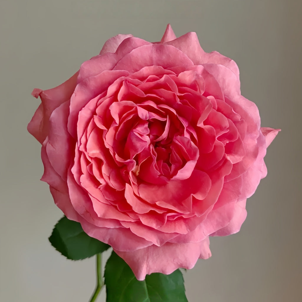 Corail gelee Rose-珊瑚果冻｜Japanese Shrub Rose – Ergongzy Roses