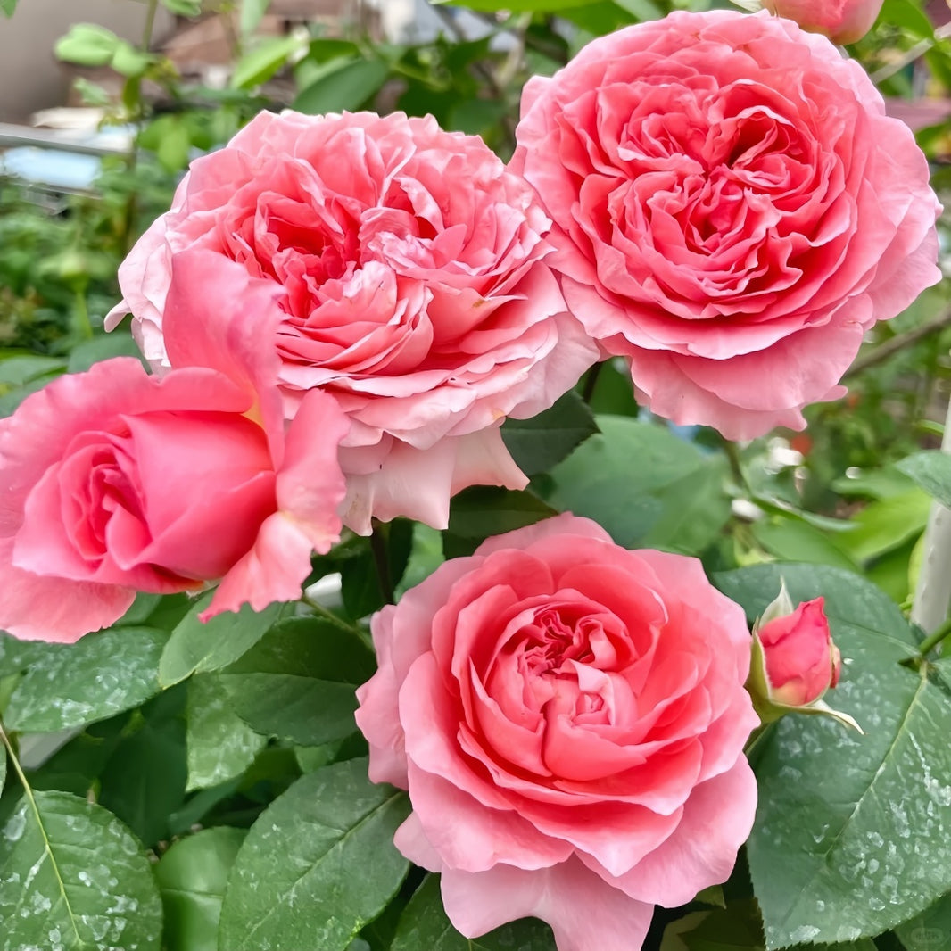 Cut Roses – Page 3 – Ergongzy Roses