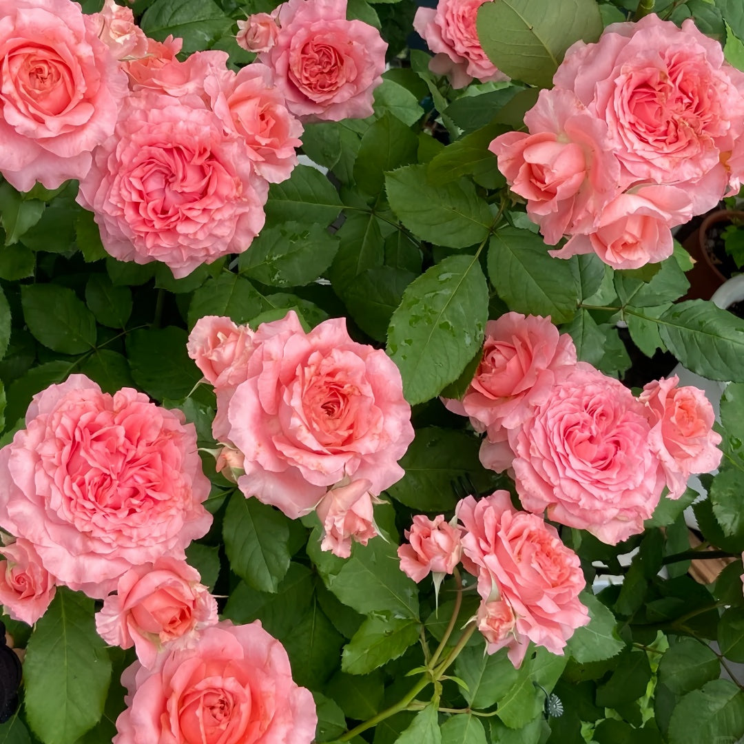 Corail gelee Rose-珊瑚果冻｜Japanese Shrub Rose – Ergongzy Roses