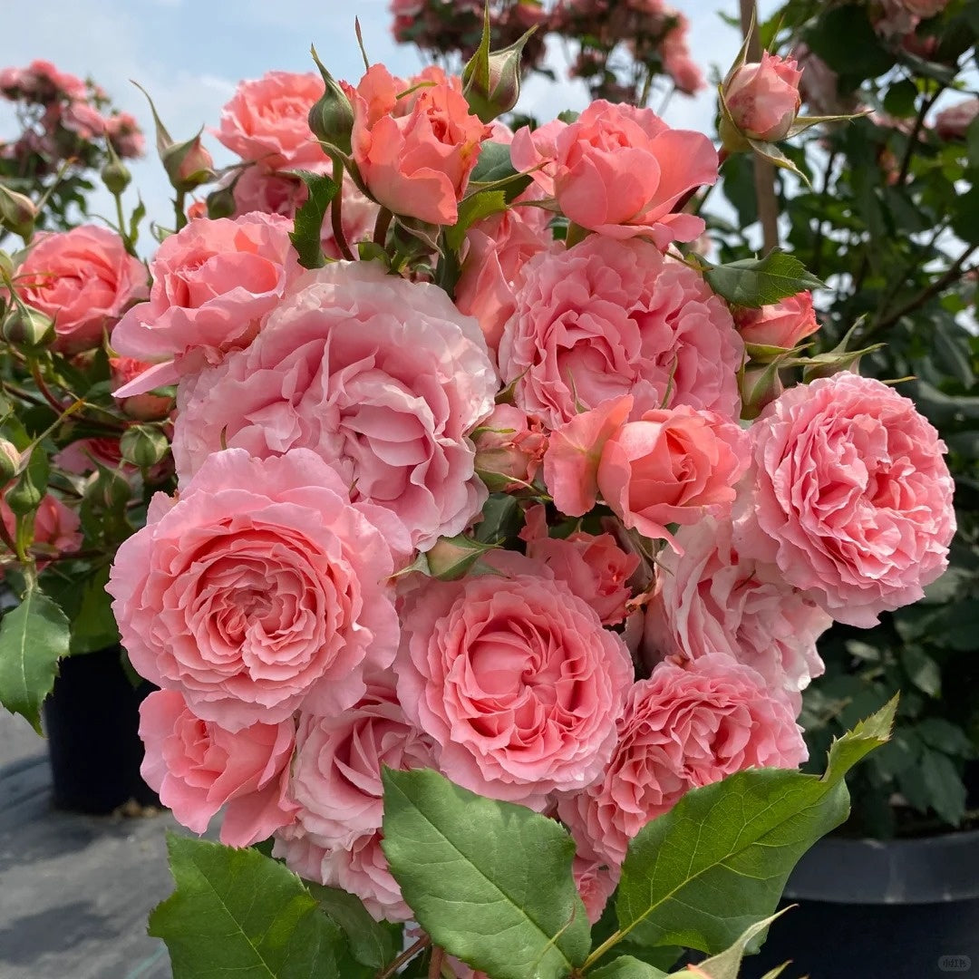 Corail gelee Rose