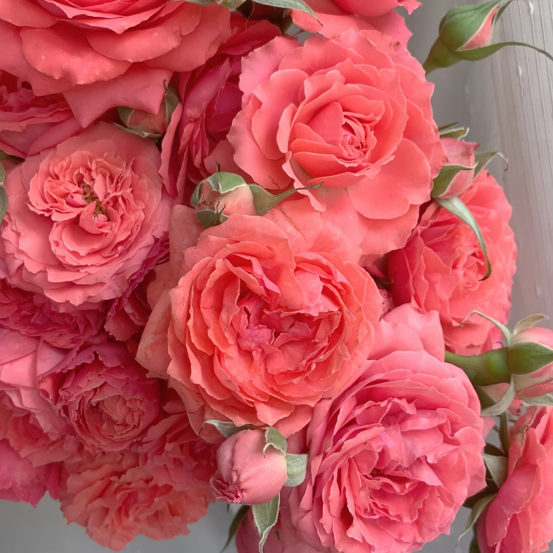 Corail gelee Rose