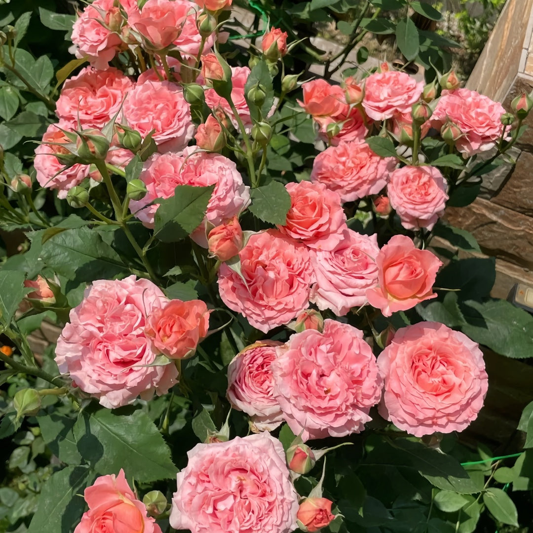 Corail gelee Rose