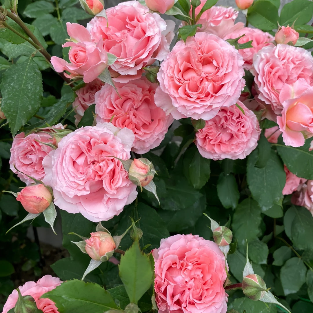 Corail gelee Rose
