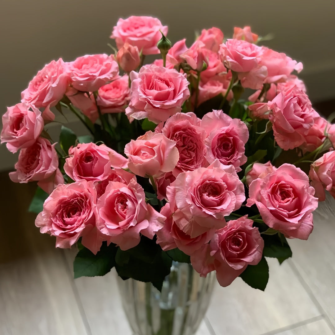 Corail gelee Rose