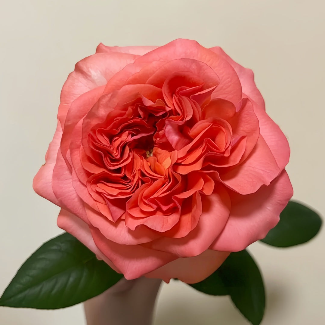 Coral Reeva Rose