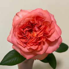 Coral Reeva Rose
