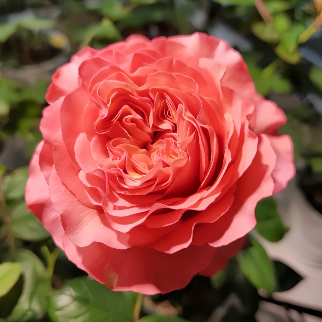 Coral Reeva Rose