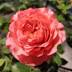 Coral Reeva Rose