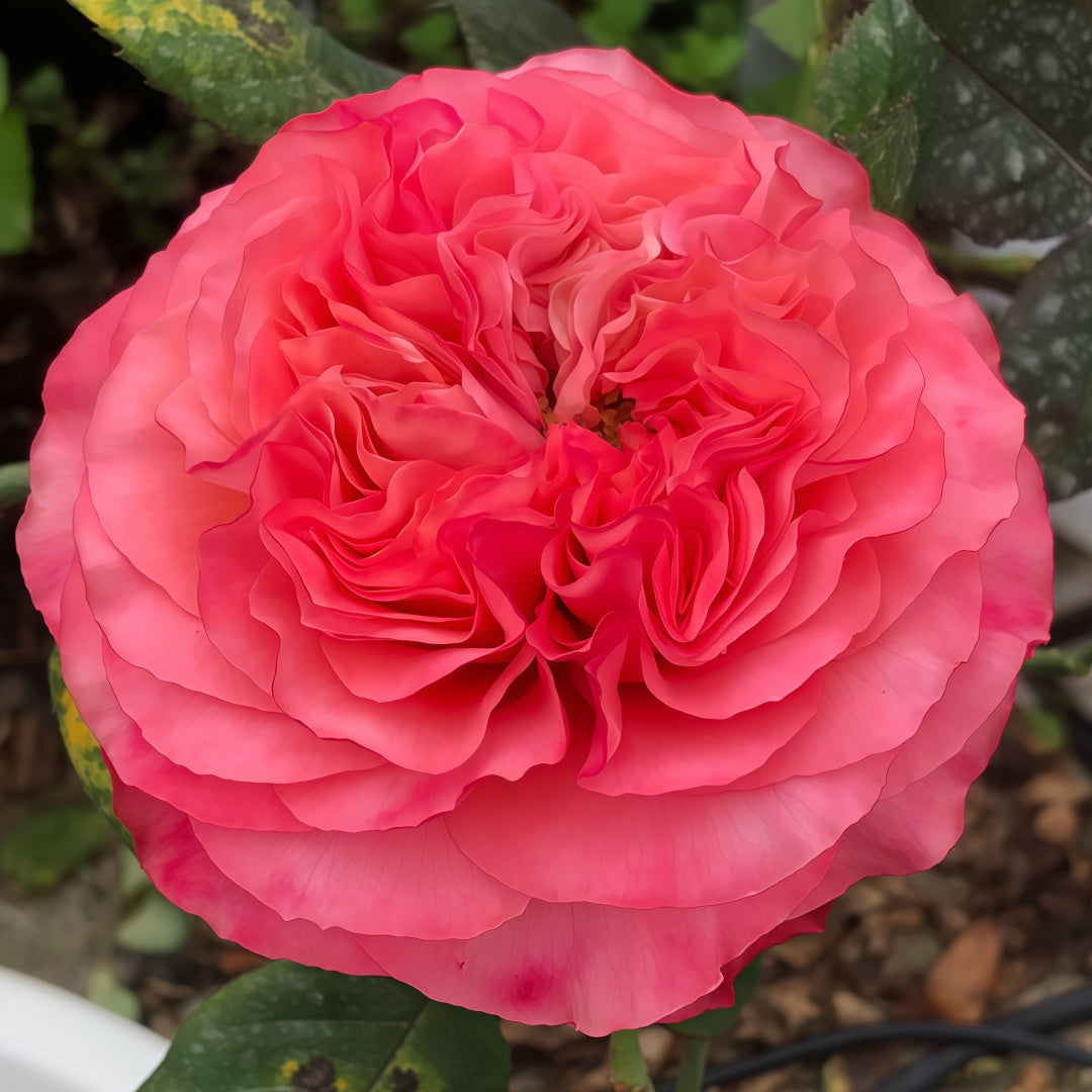Coral Reeva Rose