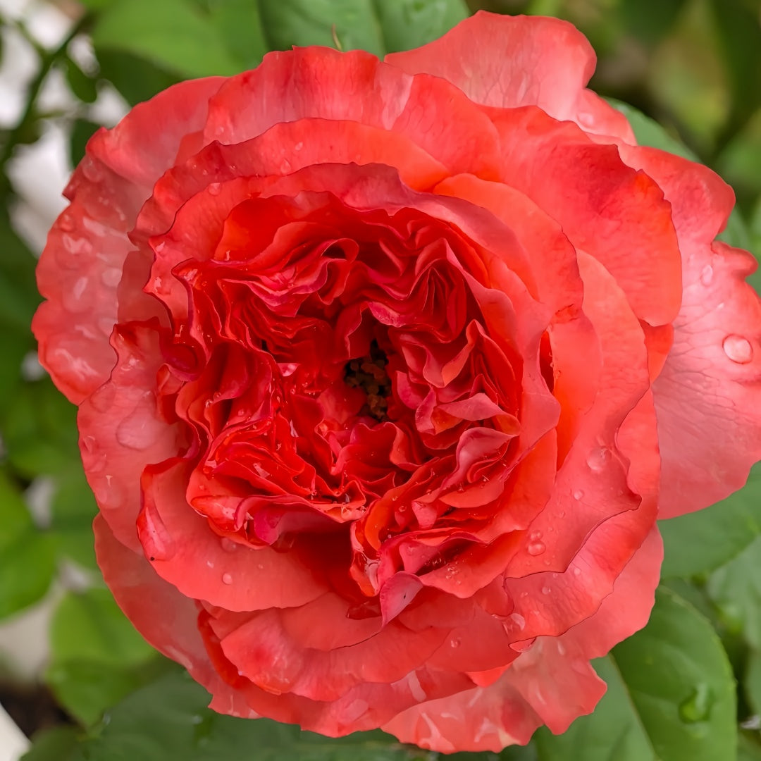 Coral Reeva Rose