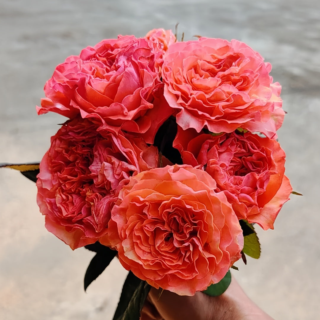 Coral Reeva Rose