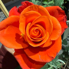 Coral Sea Rose