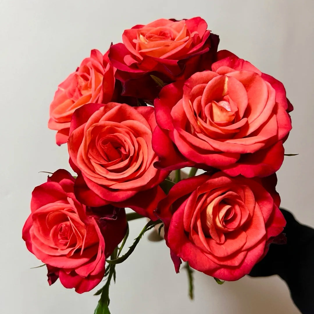 Coral Sea Rose