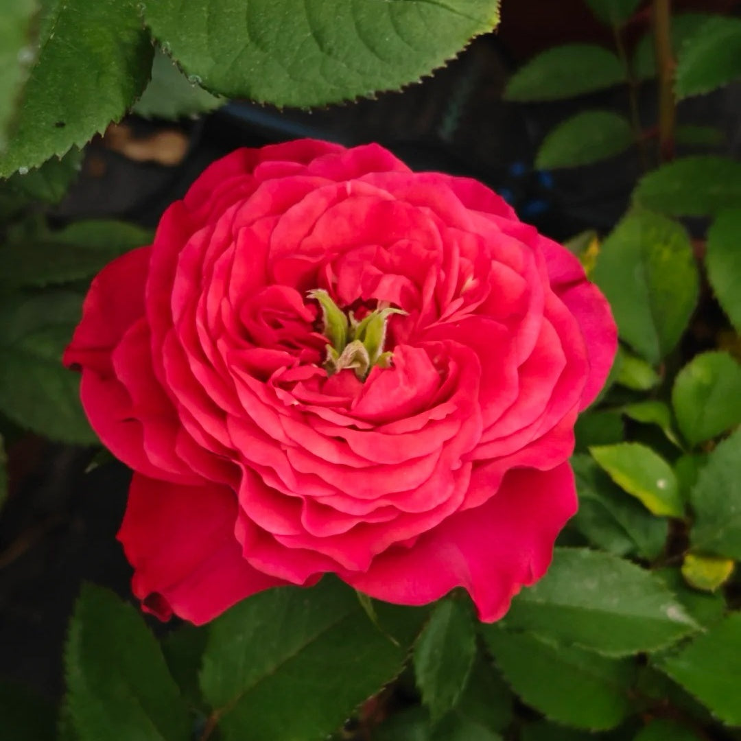 Coral Sea Rose