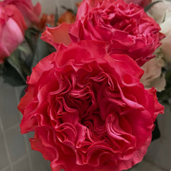 Coral Reeva Rose