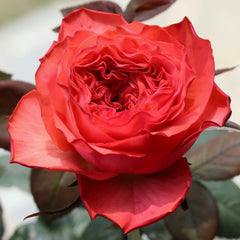 Coral Reeva Rose