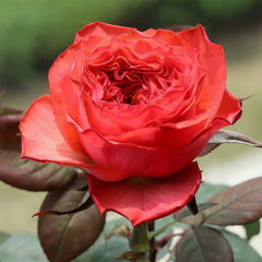 Coral Reeva Rose