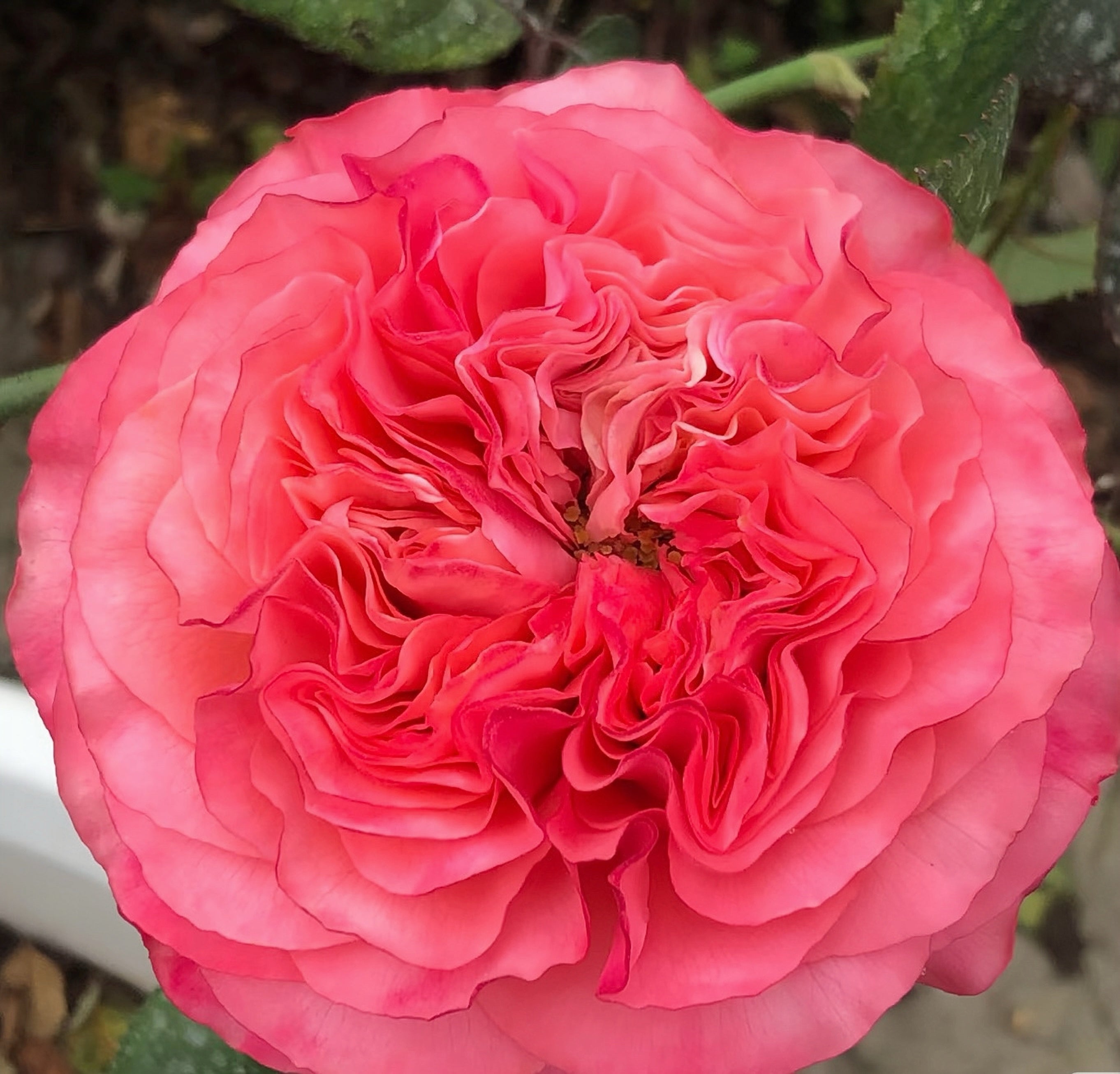 Coral Reeva Rose