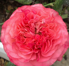 Coral Reeva Rose