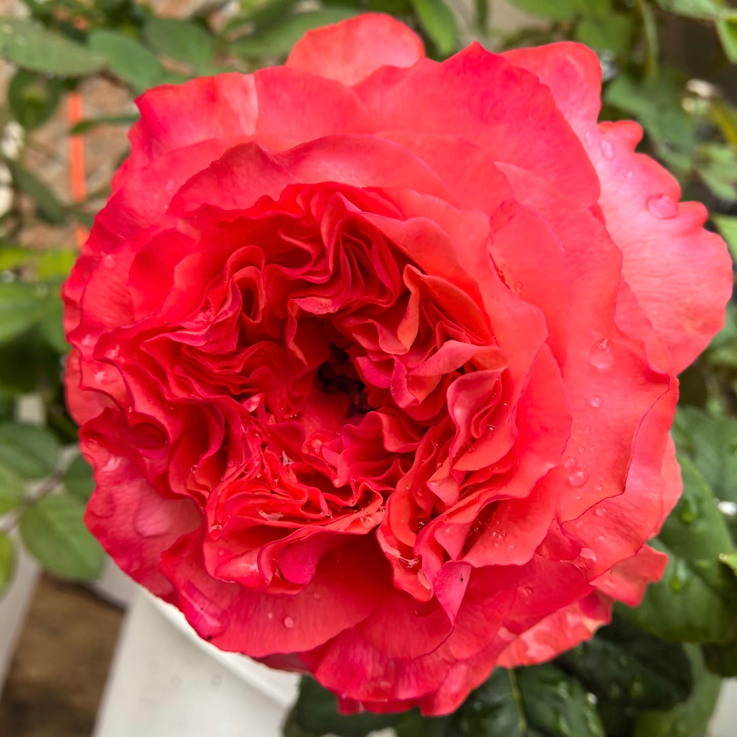 Coral Reeva Rose