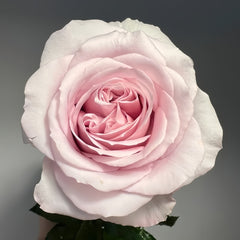 Cosette Rose