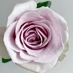 Cosette Rose