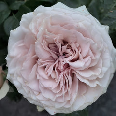 Cosette Rose