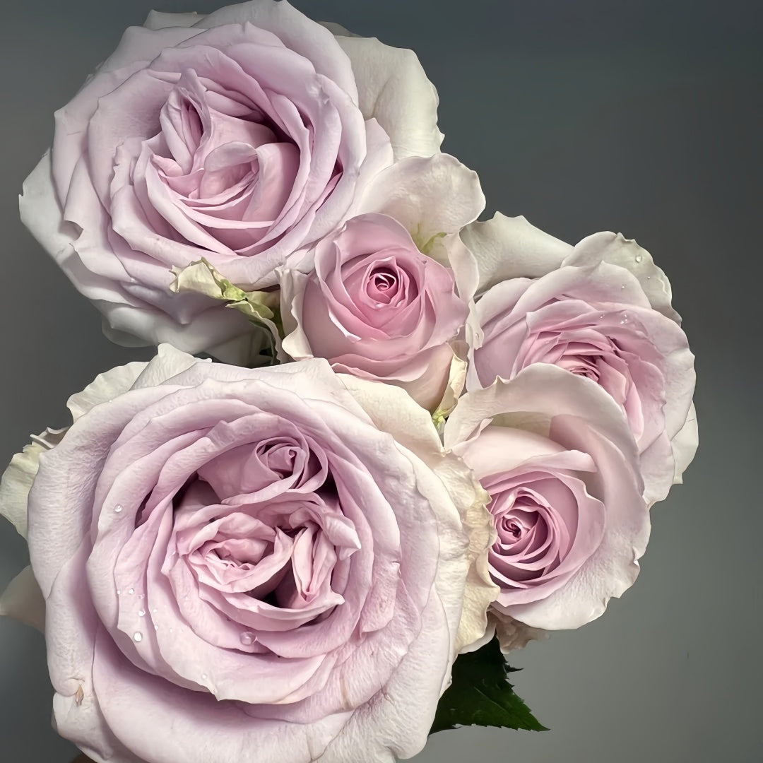 Cosette Rose