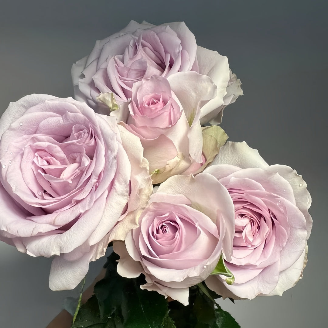 Cosette Rose
