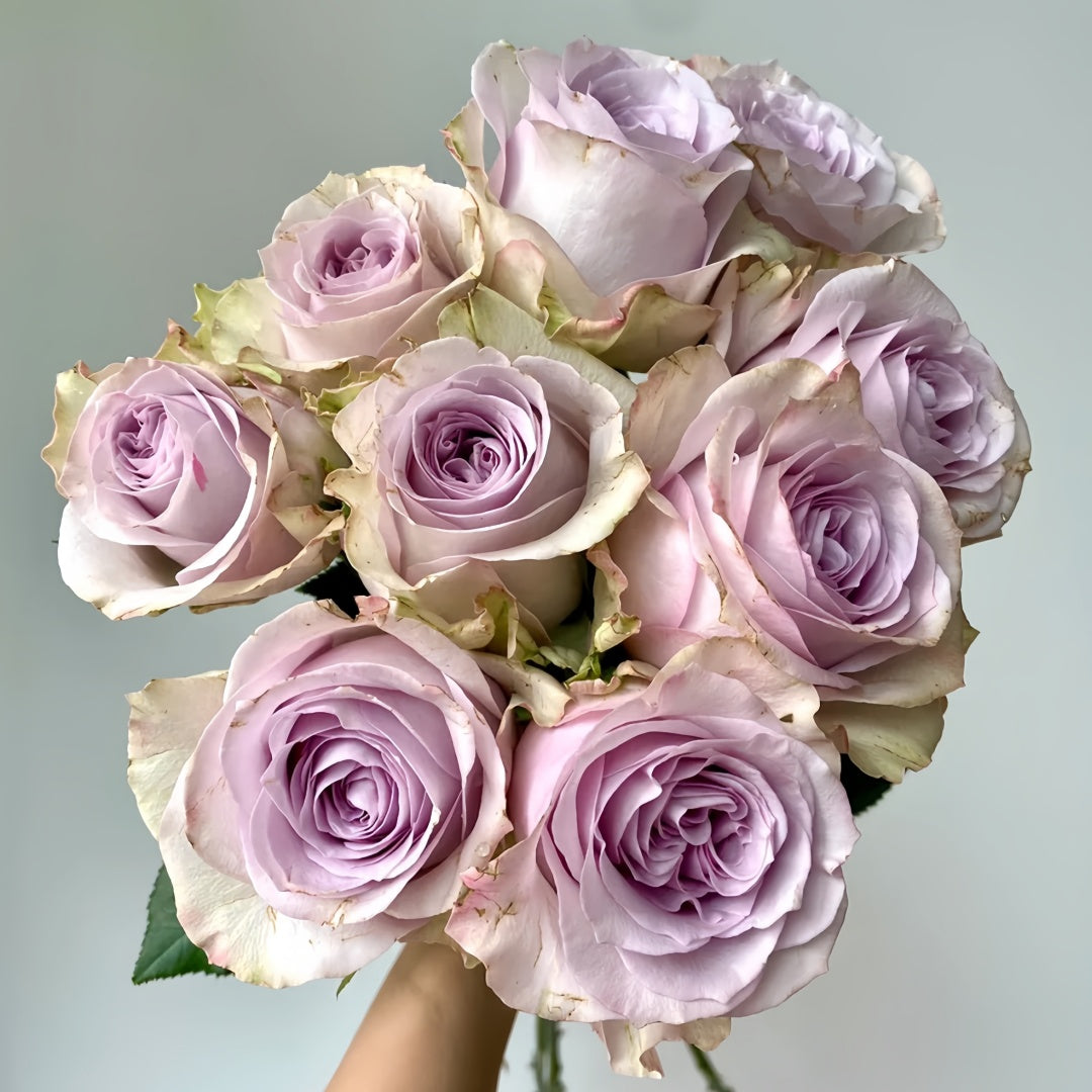 Cosette Rose