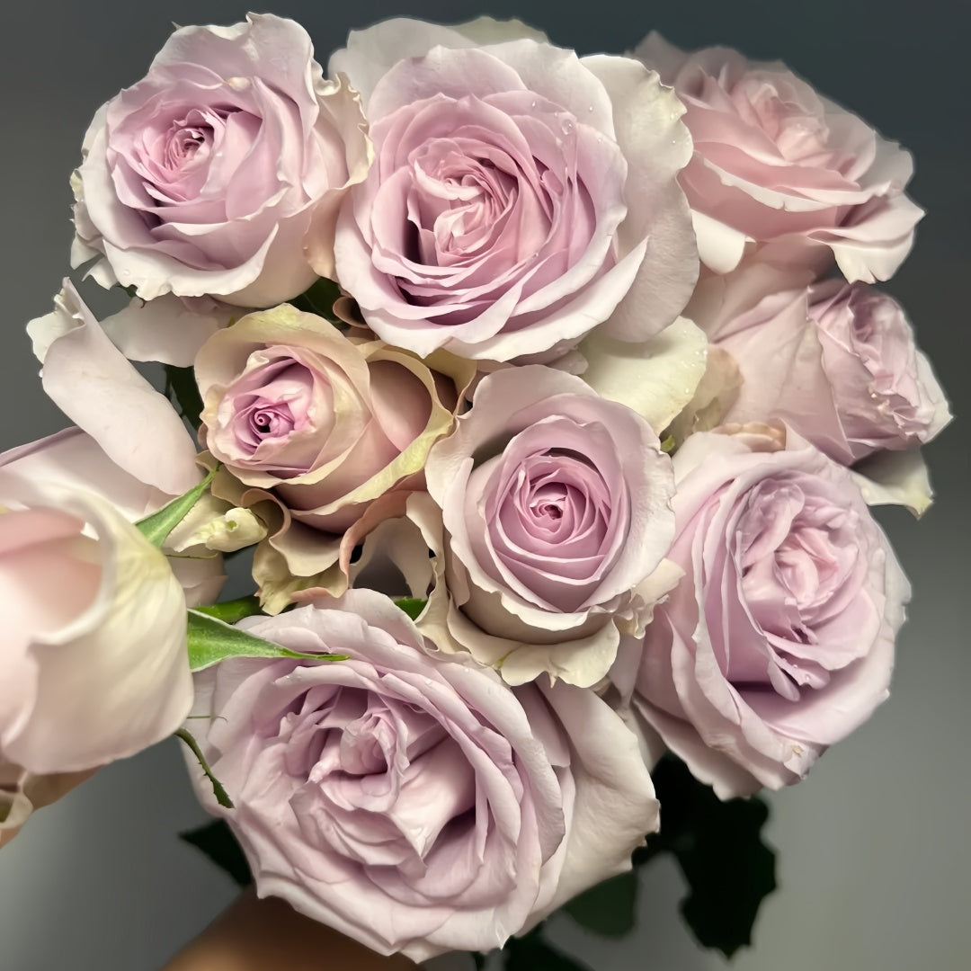 Cosette Rose