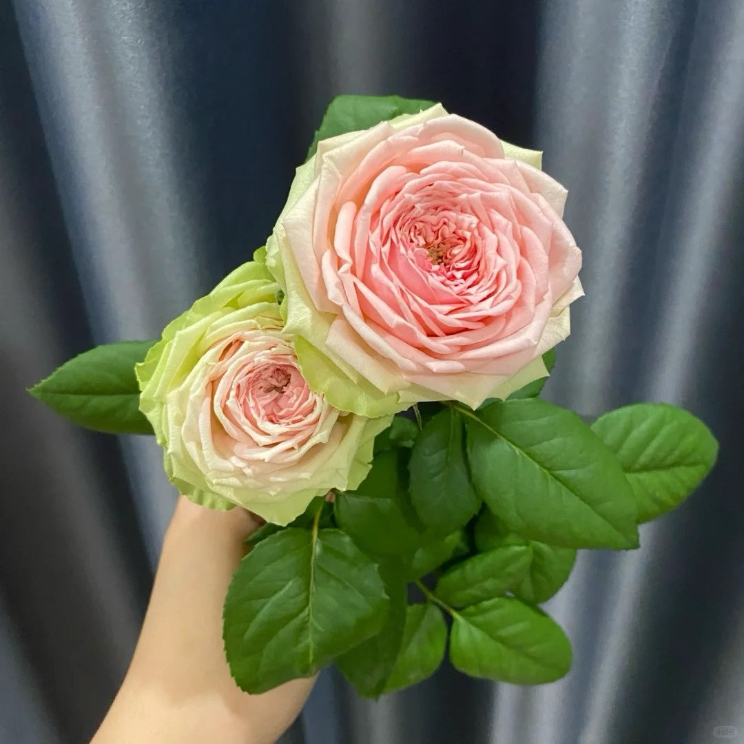 Cosmic Dragon Fruit Rose-超级火龙果 | Chinese Cut roses -Pre-Sale