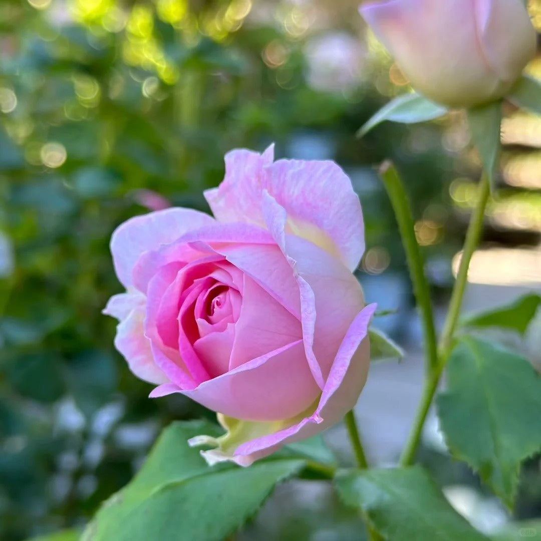 Couleur de l’amour Rose