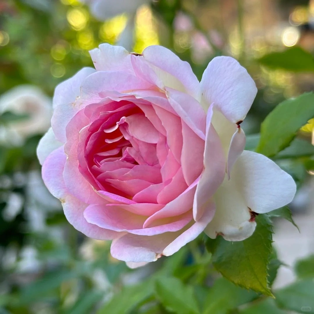 Couleur de l’amour Rose