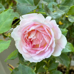 Couleur de l’amour Rose